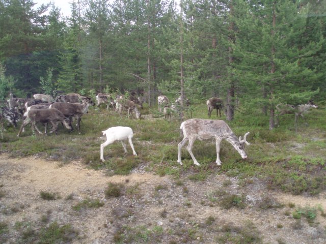 matkallalappiin.jpg